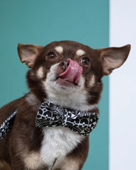 Bow Wow Haus Dog Bow Tie by Hiro And Wolf