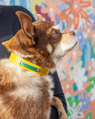 Luxury Leather Duo Tone Studded Dog Collar In Yellow & Green