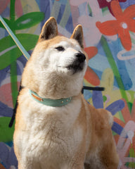 Luxury Leather Duo Tone Studded Dog Collar In Mint & Tan