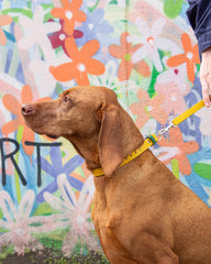 Luxury Leather Duo Tone Studded Dog Lead In Yellow & Green