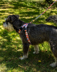 Magical Mushrooms Dog Harness by Hiro and Wolf