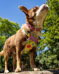 Psychedelic Garden Dog Harness by Hiro and Wolf