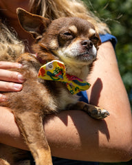 Psychedelic Garden Dog Bow Tie by Hiro And Wolf