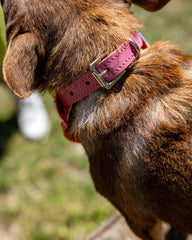 Psychedelic Garden Dog Collar by Hiro & Wolf