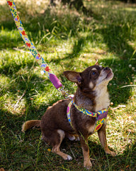 Psychedelic Garden Cafe Dog Lead by Hiro and Wolf