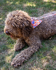 Magical Mushrooms Dog Bandana by Hiro and Wolf