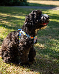 Dancing Leaves Dog Harness by Hiro and Wolf