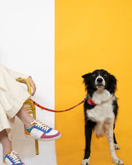 Inca Orange Cafe Dog Lead by Hiro and Wolf