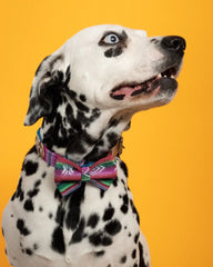 Hiro And Wolf Inca Blue Dog Bow Tie