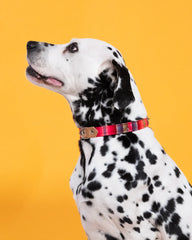 Inca Orange Dog Collar by Hiro & Wolf