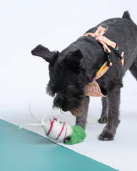 Rory Radish Dog Toy