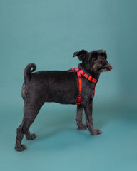 Inca Orange Dog Harness by Hiro and Wolf