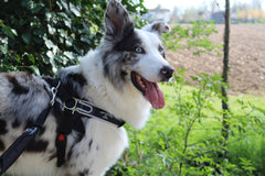 Tre Ponti Forza Anti-Pull Black Dog Harness