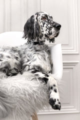 Kullo Natural Italian Black Leather Dog Collar by Labbvenn