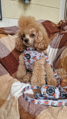 Little Pumpkin Bear Cub Dog Harness Set