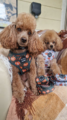 Little Pumpkin Bear Cub Dog Harness
