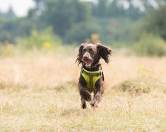 Green Padded Reflective Dog Harness | Long Paws