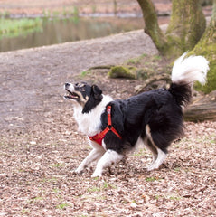 Orange Padded Reflective Dog Harness | Long Paws