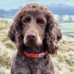 Red Reflective Dog Collar | Long Paws