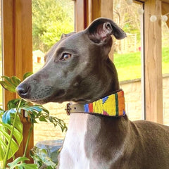 Luxury Beaded Leather Lurcher Dog Collar