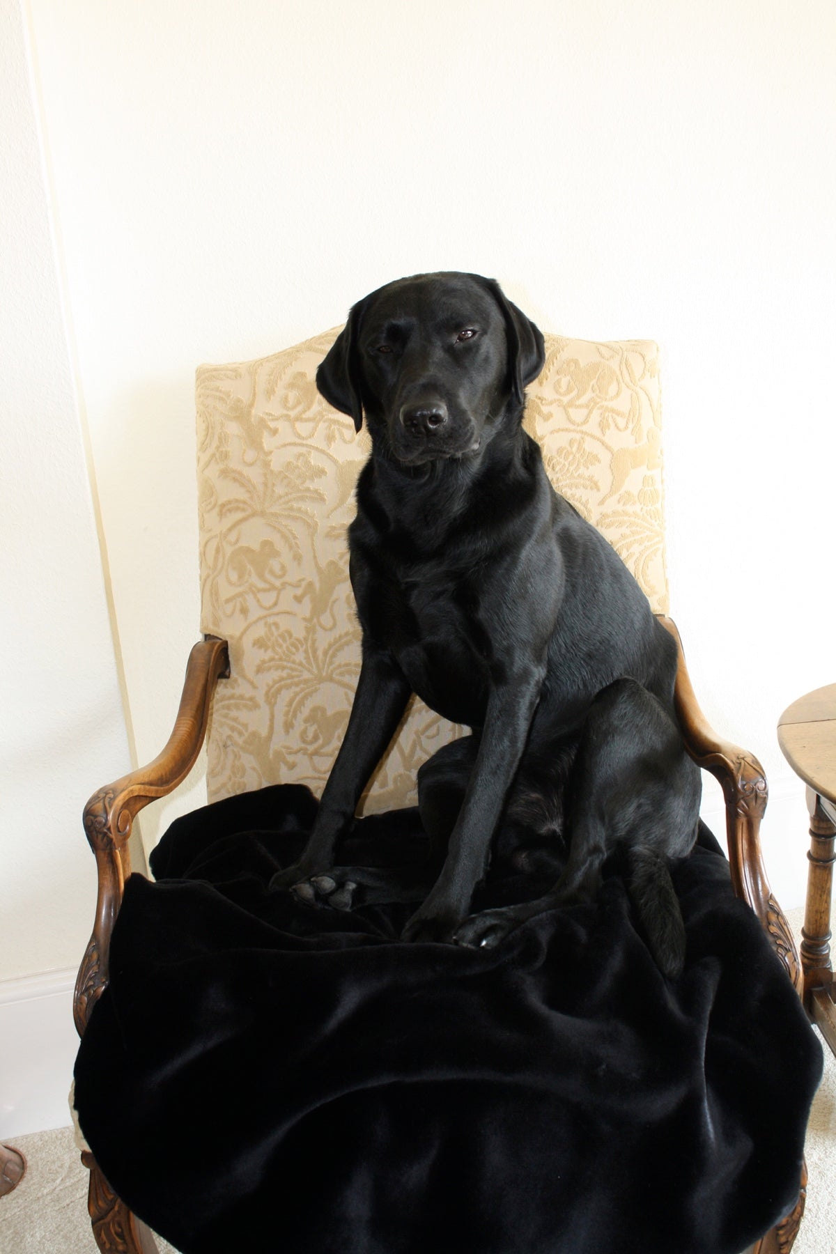 Luxury Faux Fur Dog Blanket Black Moleskin