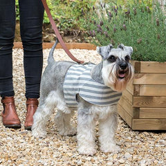 Luxury Flint Stripe Brushed Cotton Dog Harness by Mutts and Hounds