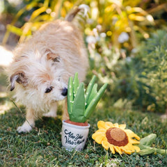 P.L.A.Y Blooming Buddies Aloe-ve You Plant Dog Toy