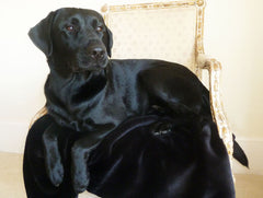 Luxury Faux Fur Dog Blanket Black Moleskin