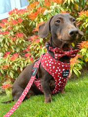 Poppy Toadstool Polka Dog Harness
