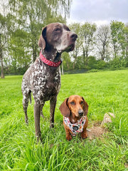 Poppy Toadstool Polka Dog Collar
