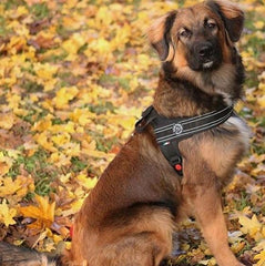 Tre Ponti Primo Plus Black Dog Harness with Handle