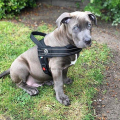 Tre Ponti Primo Plus Black Dog Harness with Handle