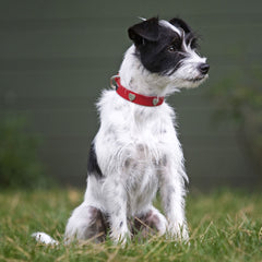 Creature Clothes Red Leather Dog Collar With Silver Hearts