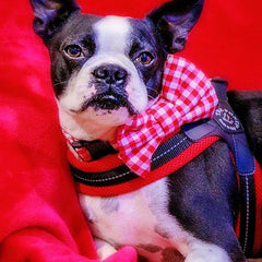 Tre Ponte Easy Fit Red Mesh Dog Harness with Adjustable Girth