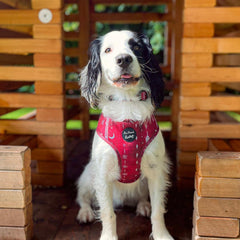 Red Titan Dog Harness