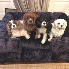 Scott's of London Balmoral Dog Chesterfield Ebony Crushed Velvet