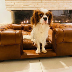 Scott's of London Balmoral Dog Chesterfield Real Italian Tan Leather