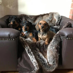 Scott's of London Sandringham Dog Chesterfield Brown Real Leather