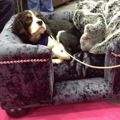 Scott's of London Sandringham Dog Chesterfield Ebony Crushed Velvet