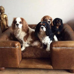 Scott's of London Sandringham Dog Chesterfield Real Italian Natural Tan Leather