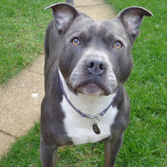 Lightweight Leather House Dog Collar by Petiquette