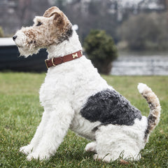 Creature Clothes Tan Leather Dog Collar With Brass Bones