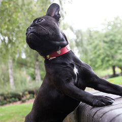 Creature Clothes Red Leather Dog Collar With Silver Hearts
