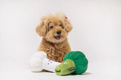 P.L.A.Y Picked Fresh Veggie Munch Duo Dog Toys