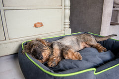 Urban Plush Lounge Dog Bed by P.L.A.Y