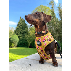 Vintage Yellow Buttercup Peonies Dog Harness