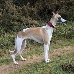 Line Dancer Stylish Whippet Dog Collar by Petiquette