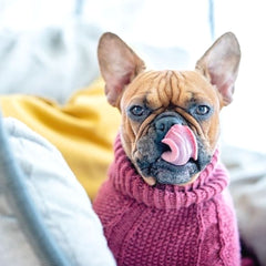 Wooldog Classic Hortensia Hand-Knitted Dog Jumper