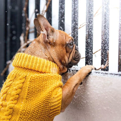 Wooldog Classic Sunflower Yellow Hand-Knitted Dog Jumper