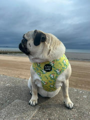 Zesty Butter Meadows Floral Dog Harness